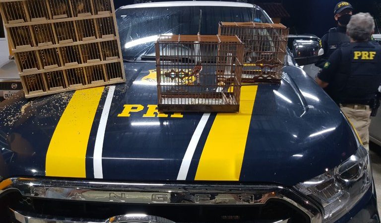 PRF autua homem por tráfico de animais silvestres na BR-343 em Capitão de Campos