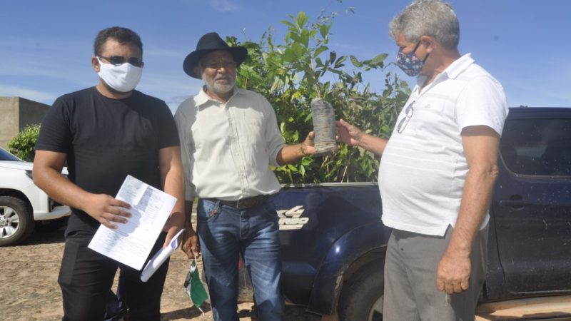 Secretaria de Meio Ambiente em Piripiri entrega mudas de árvores nativas à população