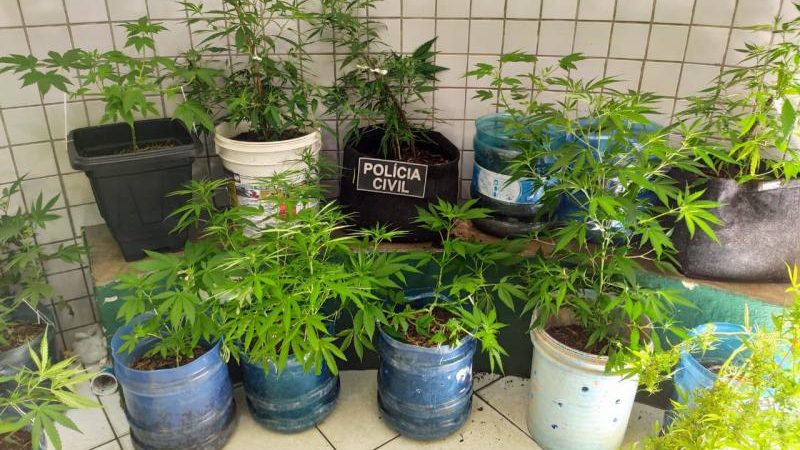 Estufa com mais de 20 pés de maconha é encontrada e apreendida pela polícia de Pedro II