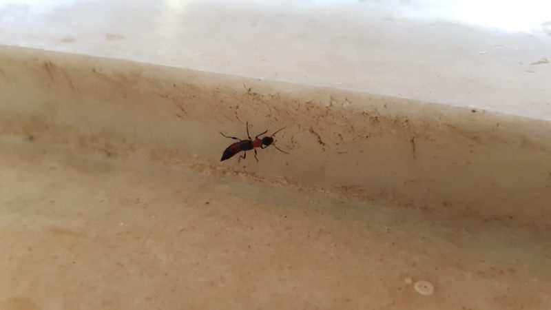 Fim do período chuvoso e aumento de temperatura marcam temporada de potós no Piauí