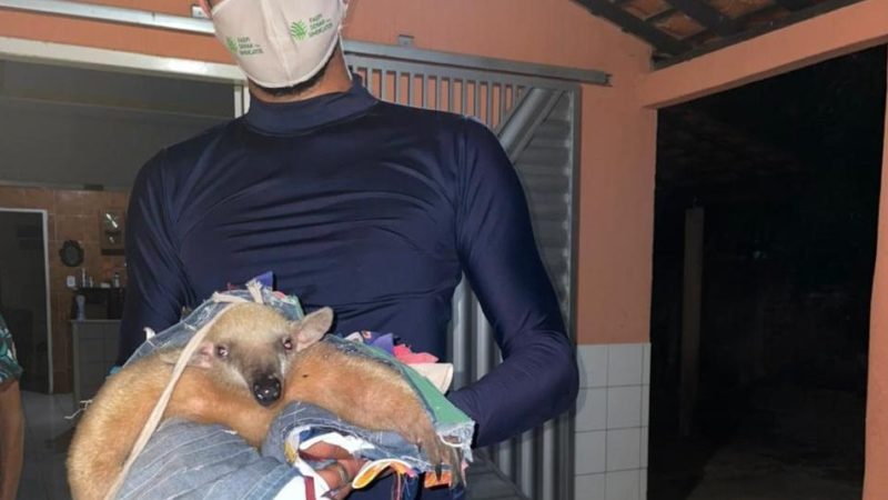 Tamanduá-mirim é resgatado com ferimentos em bairro de Piripiri