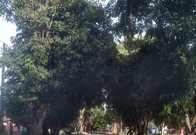 SEMAD continua serviço de poda em ruas e avenidas de Piripiri