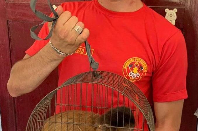 Bombeiro Civil captura macaco que estava aterrorizando moradores no bairro Floresta em Piripiri