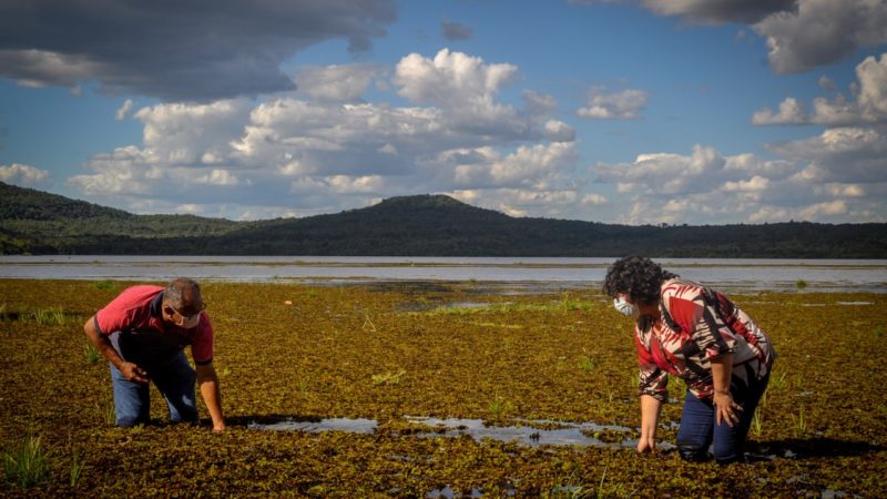 Prefeitura e DNOCS estudam retirada de plantas aquáticas no Caldeirão
