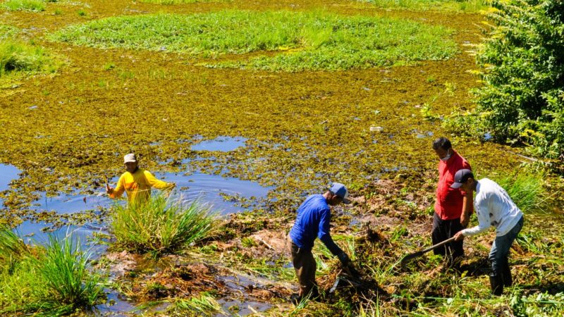 Secretaria de Meio Ambiente começa a retirada de aguapés no açude Caldeirão de Piripiri