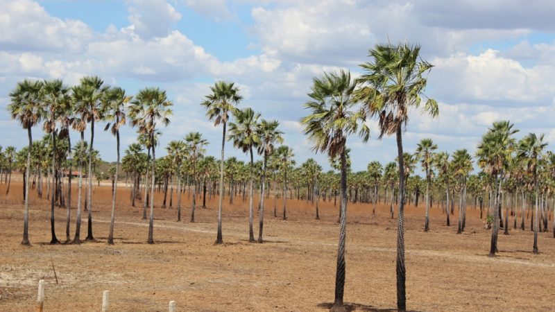 Com Piripiri na lista, Piauí é mais um vez o maior produtor de pó de carnaúba do país, aponta pesquisa do IBGE