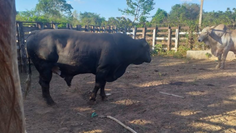Polícia Militar localiza no Piauí 14 touros furtados de fazenda no Ceará