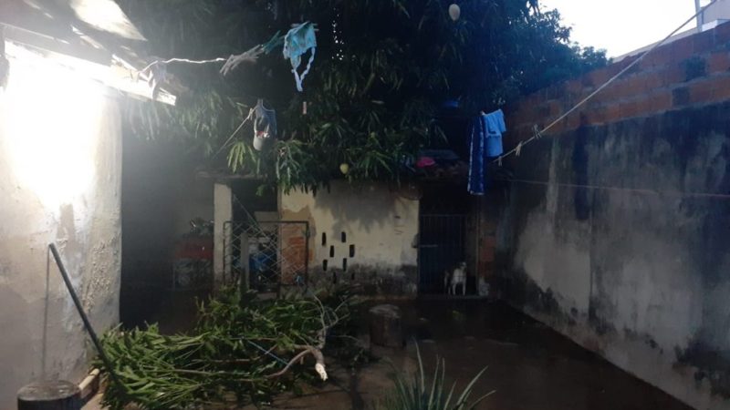 Homem morre após cair de árvore em quintal de residência em Teresina
