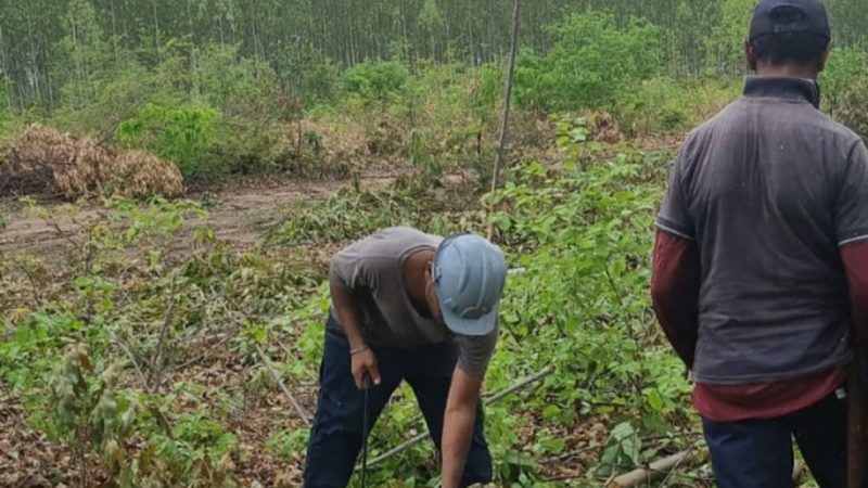 MPT resgata trabalhadores em situação análoga à escravidão em fazenda de eucalipto no Piauí