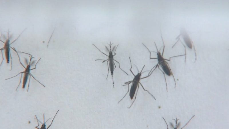 Casos de dengue têm aumento de quase 50% em relação a 2020 no Piauí