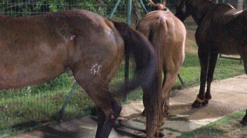 Fogos de show assustam cavalos, que fogem e são atropelados em Teresina