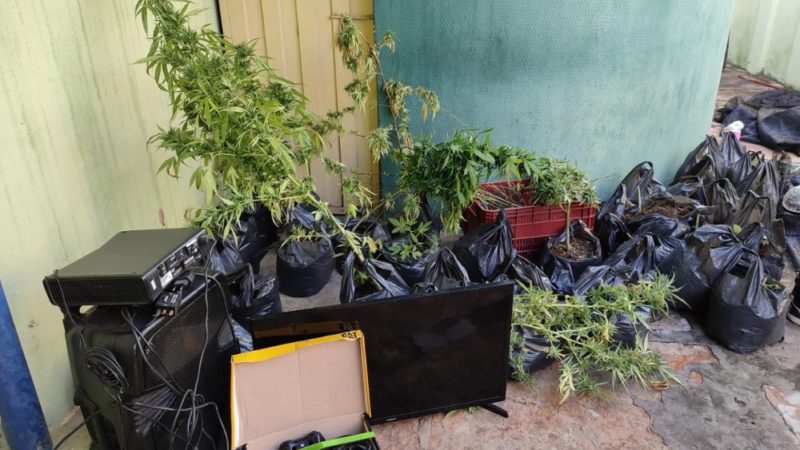 Polícia Civil encontra plantações de maconha e fecha “fábricas” de drogas, em Pedro II