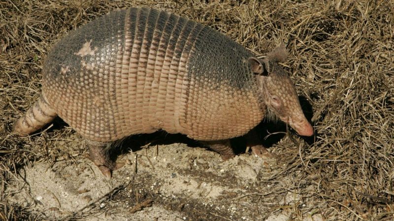 “Doença do tatu”: Irmão de vítima já está em casa e amigo segue internado em Teresina