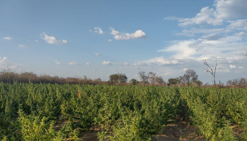 Polícia Militar encontra plantação com quase 100 mil pés de maconha no Piauí