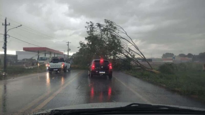 Chuva com vendaval derruba placas, muro e árvores em Campo Maior