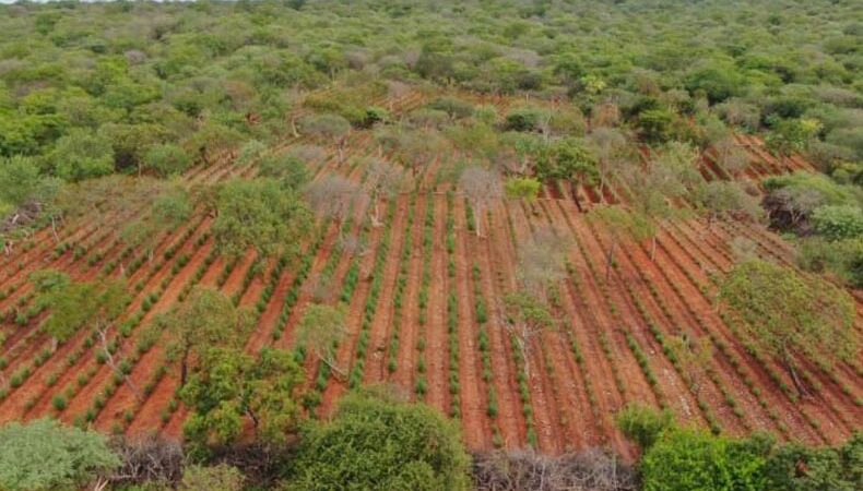 Casal é preso em plantação com 120 mil pés de maconha no Piauí