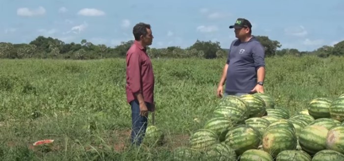 Plantação de melancia gigante em Brasileira chama atenção de produtores e comerciantes; veja vídeo aqui