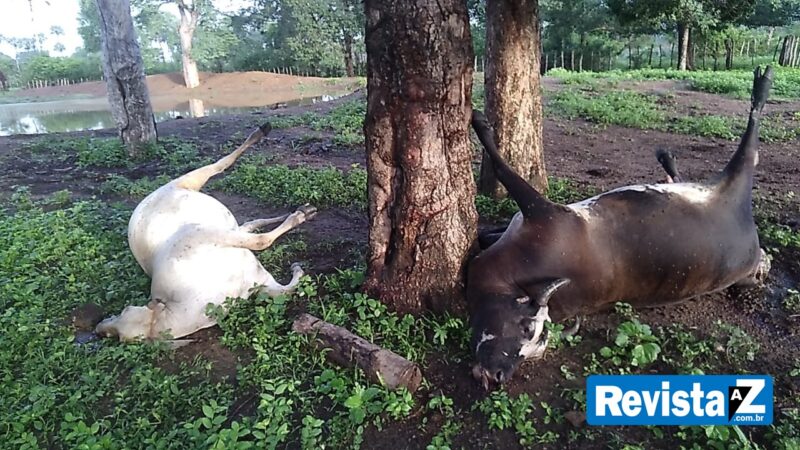 Raio atinge fazenda e mata cabeças de gado na zona rural de Batalha