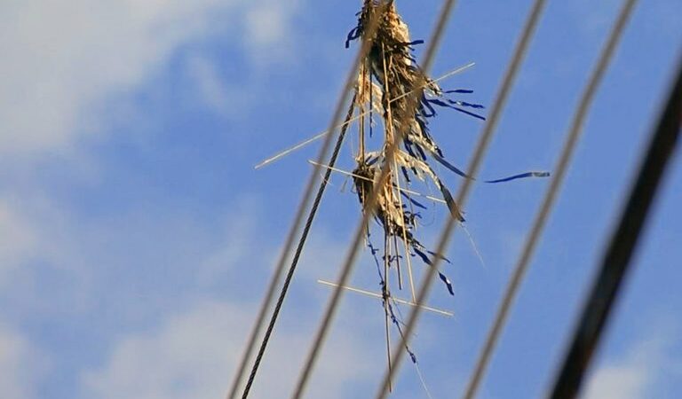 Pipas na rede elétrica podem causar acidentes e falta de energia