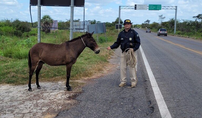 Em menos de 24 horas, mais 12 animais soltos às margens de rodovias federais do Piauí são apreendidos pela PRF