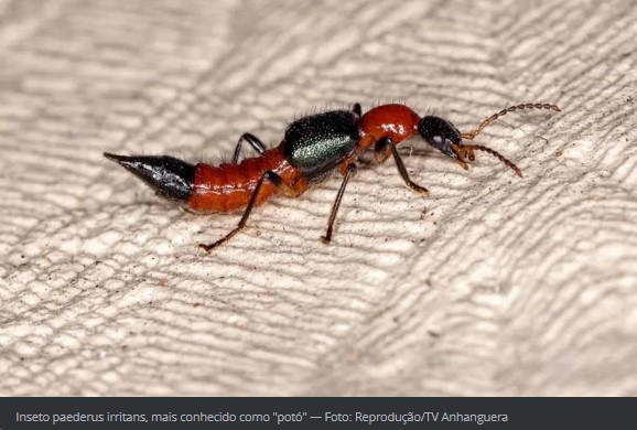 Potó: saiba mitos e verdades sobre o inseto que causa queimaduras de até 2º grau