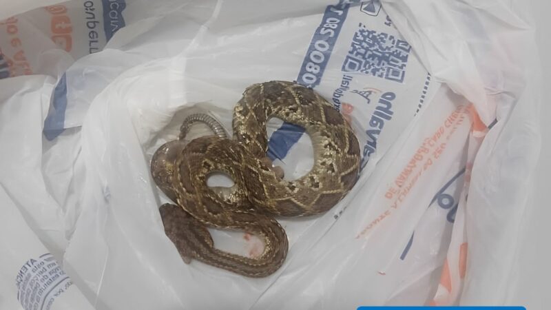 Criança de 4 anos é vítima de picada de cobra cascavel em Esperantina