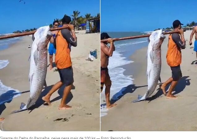 Gigante do Delta: dois peixes com mais de 100 kg são capturados no Litoral do Piauí