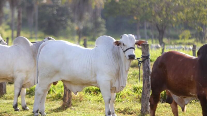 Piauí intensifica vacinação contra febre aftosa e quer atingir 95% de cobertura vacinal