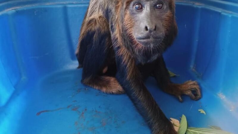 Macaco é capturado em área urbana de Pedro II