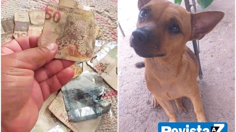 Cachorro destrói mais de R$ 1.300 em dinheiro na zona rural de Esperantina