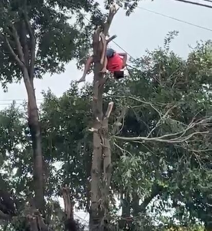 Homem sofre descarga elétrica e fica pendurado em árvore de avenida de Piripiri