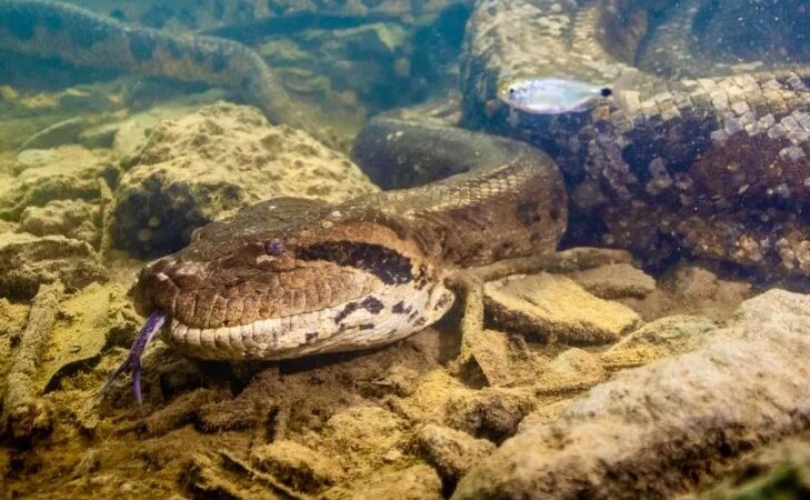 Morte de sucuri gigante causa revolta em Bonito, no Mato Grosso do Sul