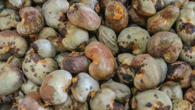 Cooperativa da agricultura familiar exporta mais de 25 toneladas de castanha de caju para a Itália