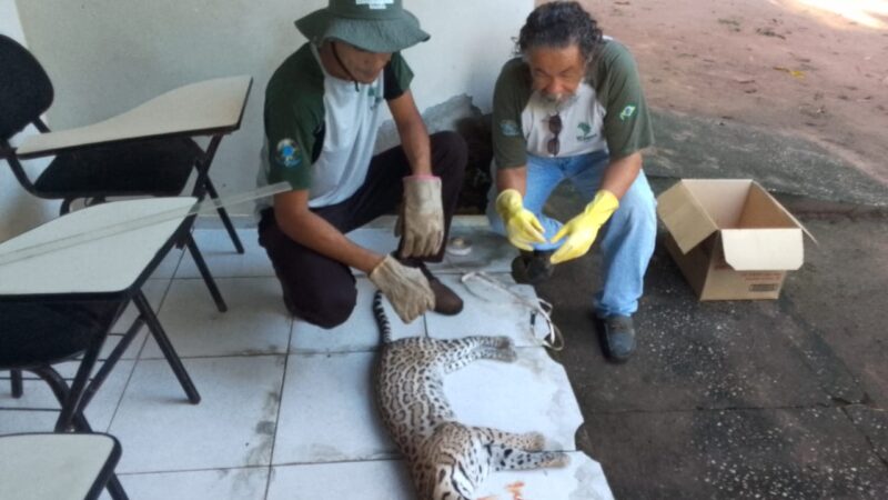 Jaguatirica é atropelada e morta na BR 343, em Altos