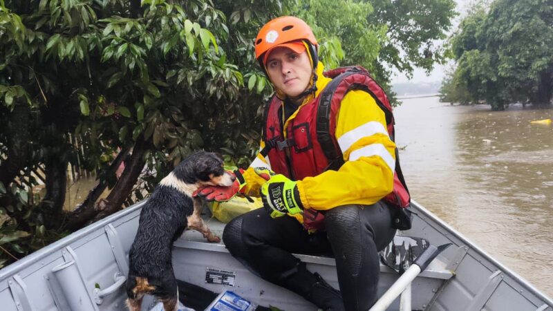 Bombeiros do Piauí auxiliam famílias e resgatam mais de 30 animais no Rio Grande do Sul