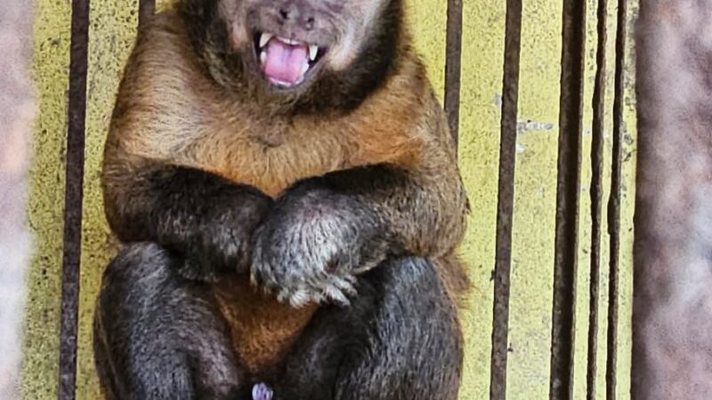 Família da zona rural de Piripiri entrega macaco-prego voluntariamente aos cuidados do Ibama