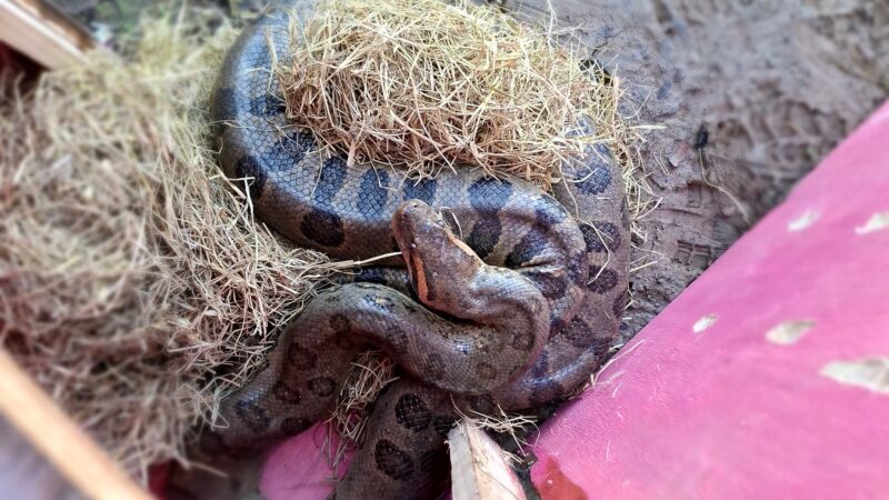 Semarh realiza soltura de 12 serpentes ao habitat natural