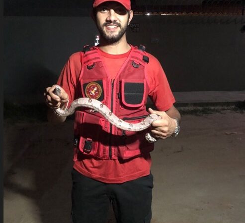 Bombeiro Civil pega serpente à mão durante ocorrência em Piripiri; Vídeo mostra o momento da captura