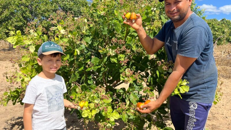 Com aumento na produção de caju, Piauí tem a 2ª maior área plantada no Brasil