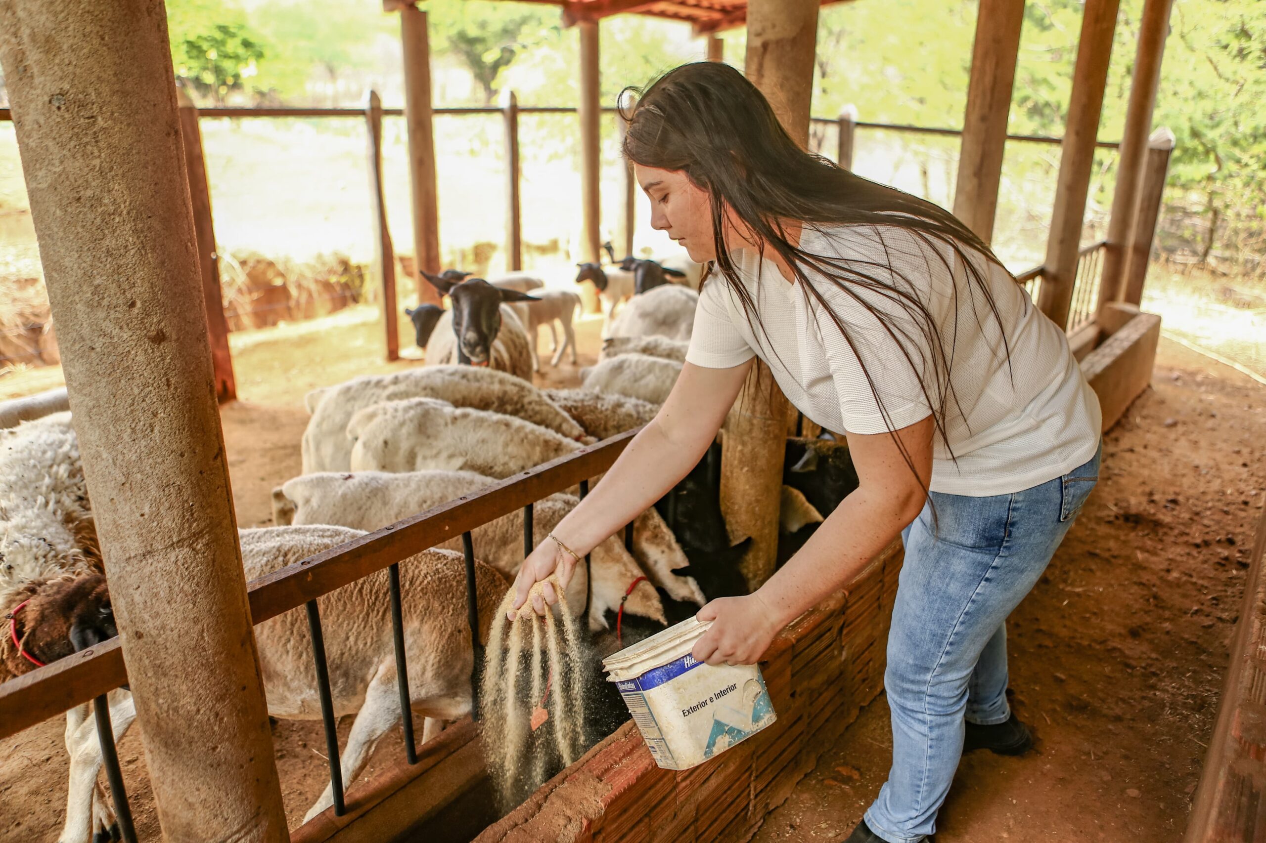 Com 3º maior rebanho do Nordeste, produção de ovinos e caprinos no Piauí fortalece a renda de pequenos produtores