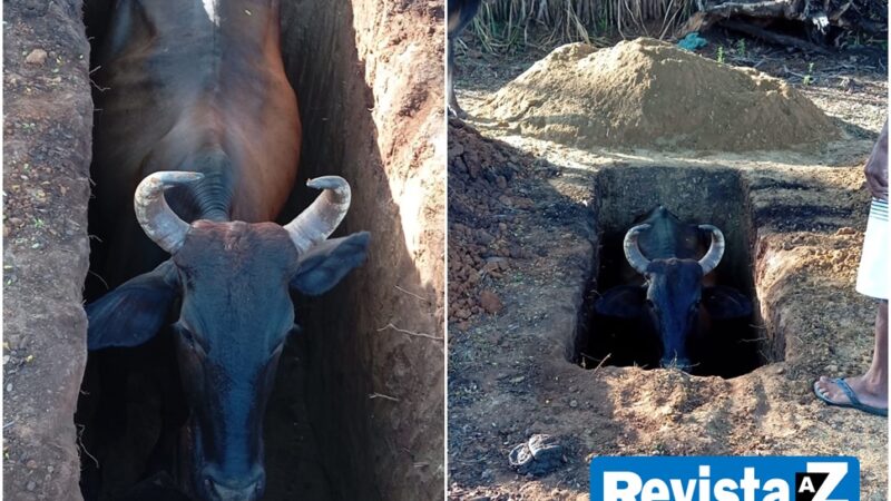 Vaca é resgatada após cair em cova aberta de cemitério na zona rural de Batalha