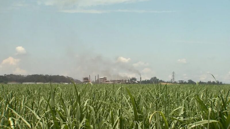 Projeto Nordeste Bioenergia: Piauí avançará na produção de etanol de milho