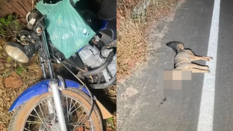 Homem morre ao colidir com raposa na zona rural de Pedro II