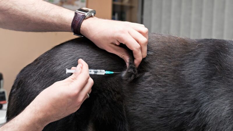 Sesapi prorroga campanha de vacinação de cães e gatos contra a raiva animal