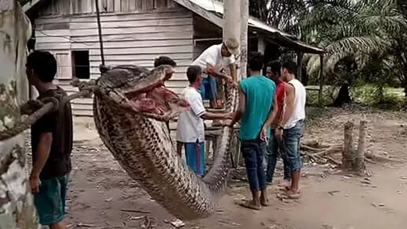 Marido encontra mulher sendo devorada por cobra píton em plantação