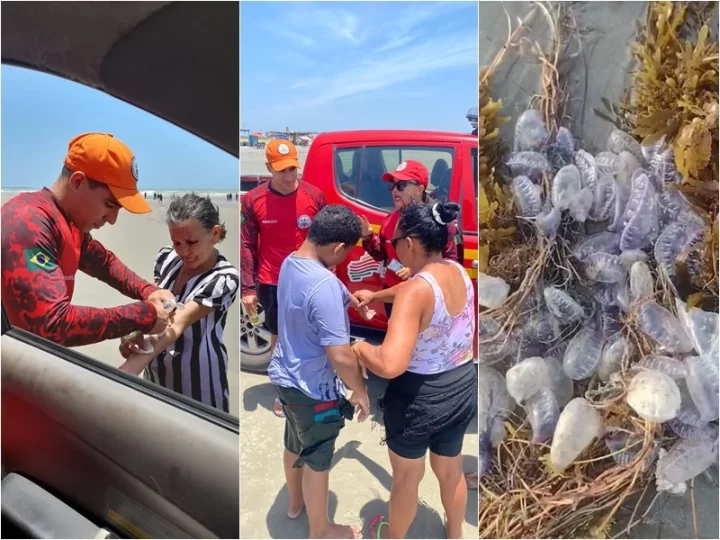 Corpo de Bombeiros alerta para o perigo de queimaduras por caravelas-portuguesas no litoral piauiense