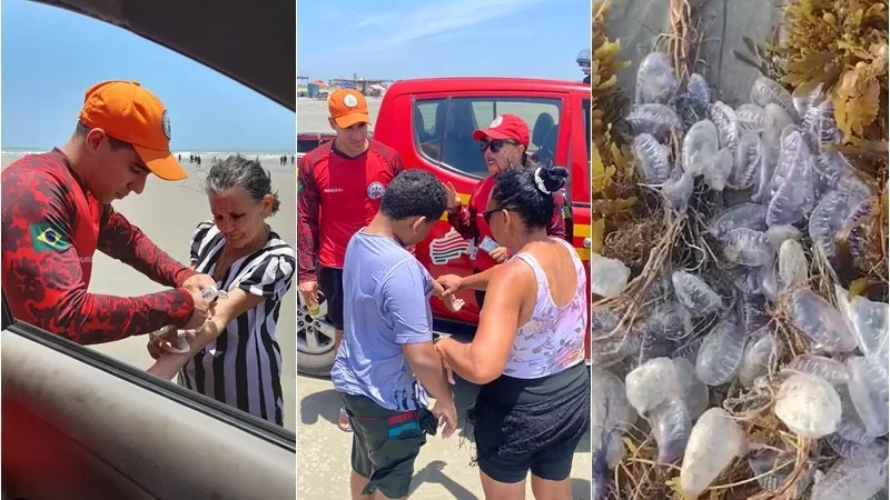 Corpo de Bombeiros alerta para o perigo de queimaduras por caravelas-portuguesas no litoral piauiense