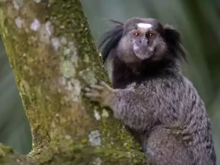 Sagui com vírus da raiva é encontrado morto na zona rural de Campo Maior