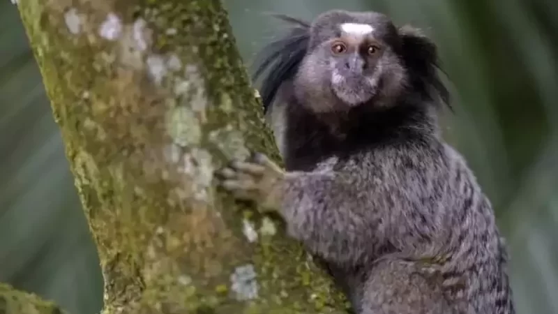 Sagui com vírus da raiva é encontrado morto na zona rural de Campo Maior