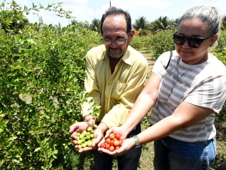 Piauí exporta acerola dos Tabuleiros Litorâneos de Parnaíba para os EUA e Europa